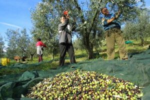 raccolta olive ulivi
